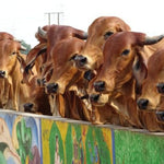Desi Ghee (Desi Cow Ghee) | Pure, Grass-Fed & Traditionally Made
